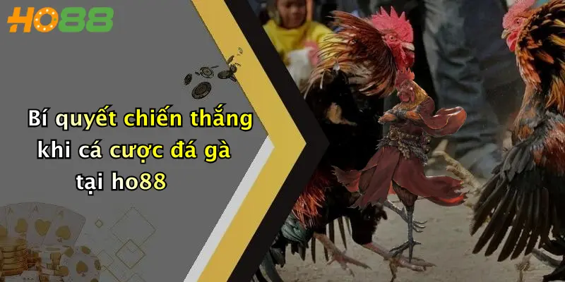 Bí quyết chiến thắng khi cá cược đá gà tại ho88